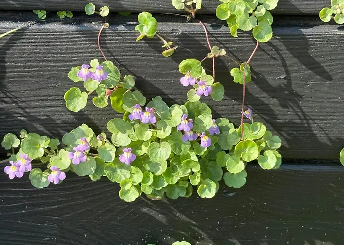 Hébergement de vacances House In *